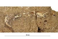 Protocallianassa archiaci